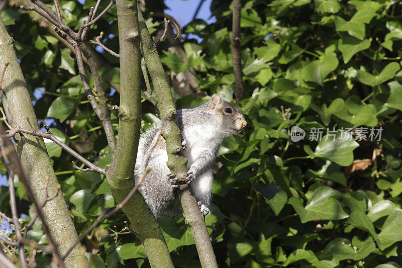 灰松鼠Sciurus carolinensis抱住树枝为自己取暖